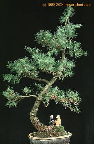 Larix decidua 2637