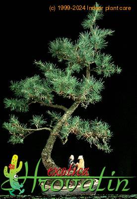 Larix decidua  2637