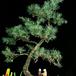 Larix decidua  2637