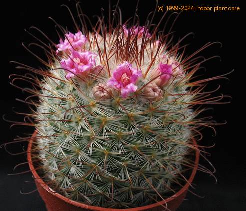 Mammillaria bombycina