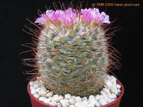 Mammillaria bombycina SIb