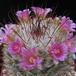 Mammillaria bombycina SIf