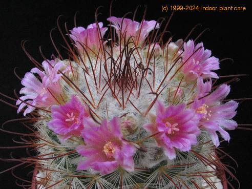 Mammillaria bombycina SIf