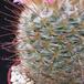 Mammillaria bombycina SIt