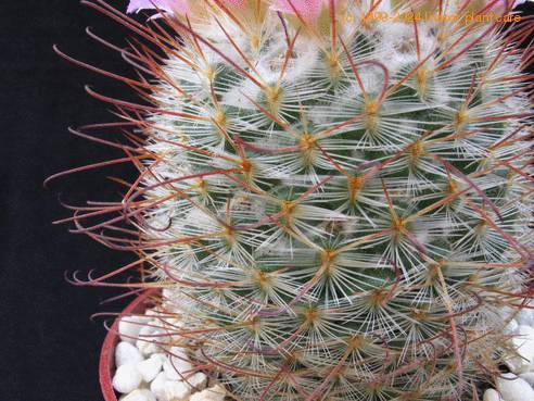 Mammillaria bombycina SIt