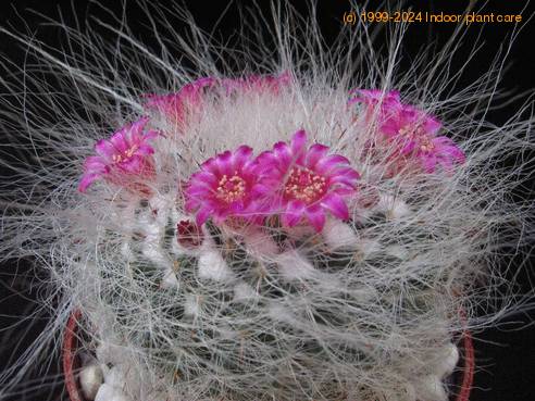 Mammillaria hahniana 2