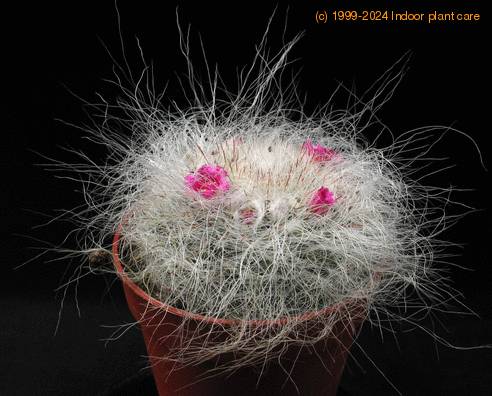 Mammillaria hahniana 3