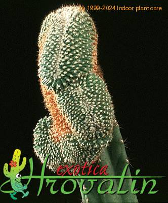 Mammillaria hahniana cristata 495