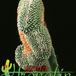 Mammillaria hahniana cristata 495