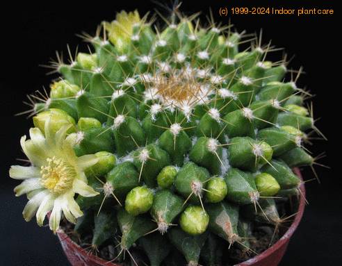 Mammillaria marksiana 1