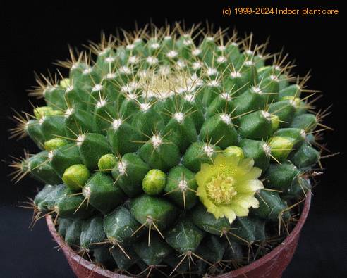 Mammillaria marksiana 2