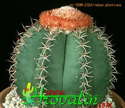 Melocactus matanzanus 380