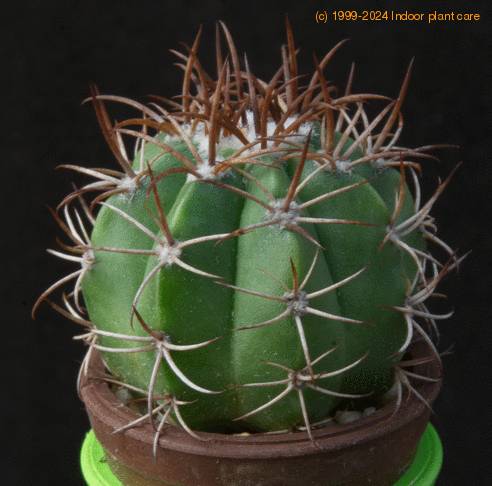 Melocactus matanzanus MOP