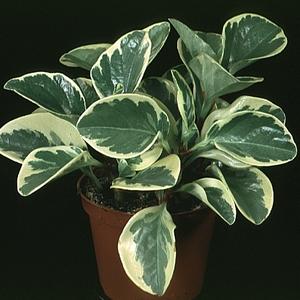 peperomia usa plant care obtusifolia indoor