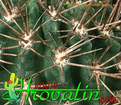 Pyrrhocactus floccosus thorn 338