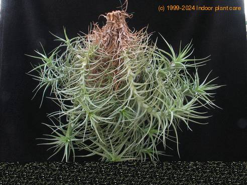 Tillandsia aeranthos