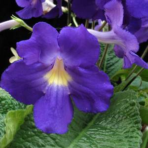 Plants Flowering